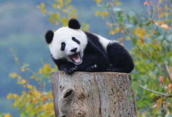 娱乐圈吃瓜熊猫胖胖,熊猫胖胖的吃瓜日常